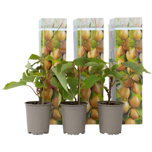 Plant in a Box kivi - 3 kos - actinidia deliciosa 'jenny' - višina 20-40cm - ⌀9cm, (21757793) Cene