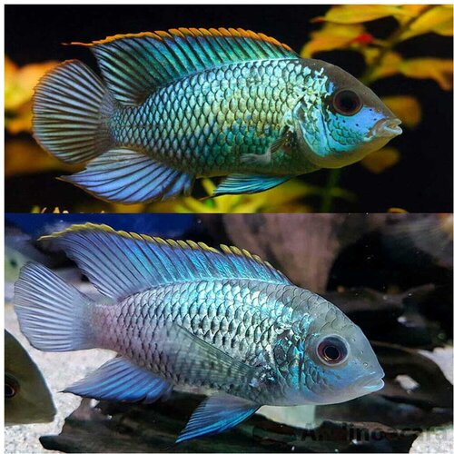 Akvarijum Centar Neon blue acara Cene