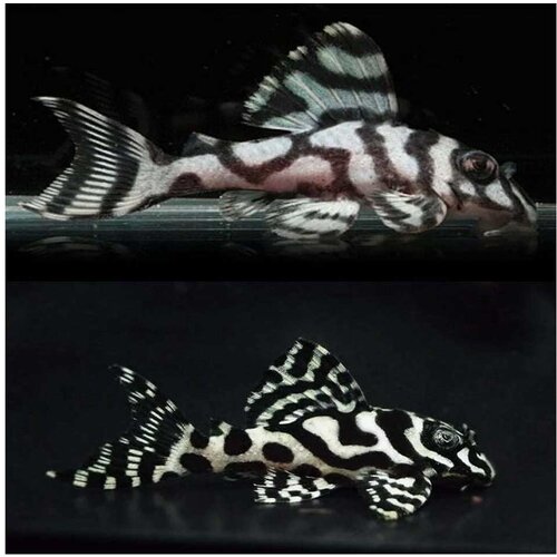 Akvarijum Centar L236 Zebra pleco Cene