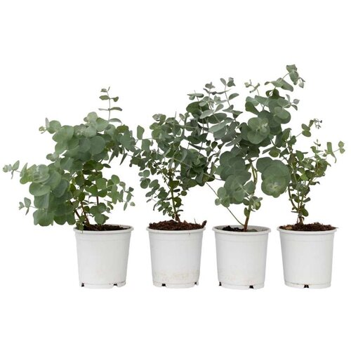 Plant in a Box evkalipt - 4 kos - eucalyptus 'pulverulenta' - višina 25-40cm - ⌀12cm, (21757589) Cene
