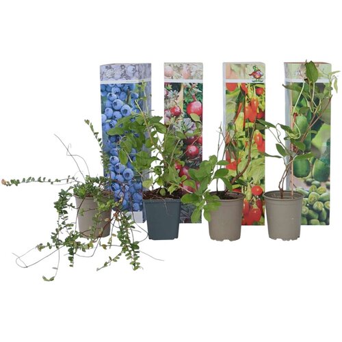 Plant in a Box mešanica za smoothie - 4 kos - actinidia, vaccinium, lycium - V25-40cm - ⌀9cm, (21757680) Cene
