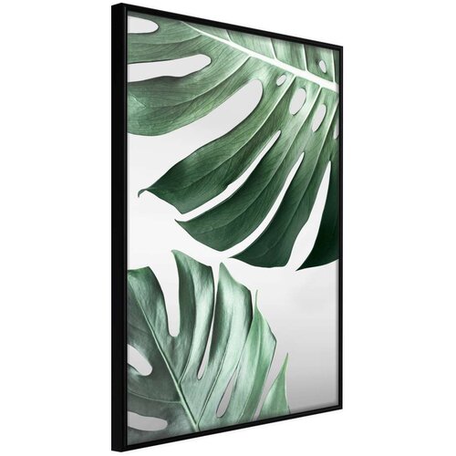  Poster - Leaves Like Swiss Cheese 30x45 Cijene