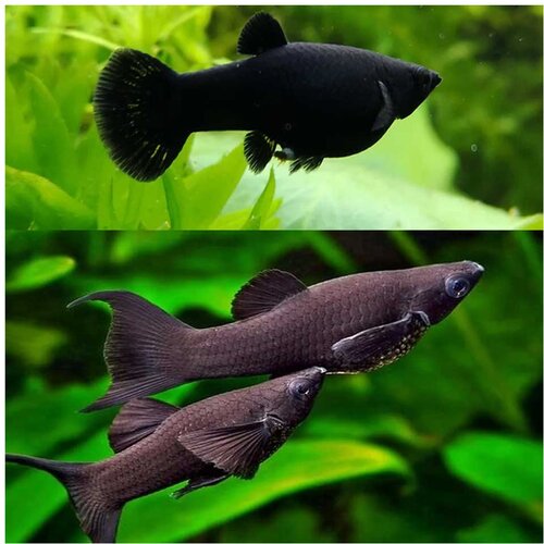 Akvarijum Centar Moly crna Cene
