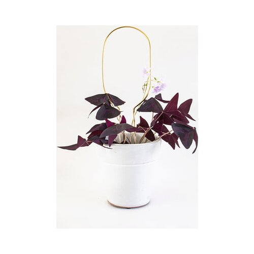 Botanopia Pomoč za plezalke "Mini Plant Stake" - Gold - Hoop Cene