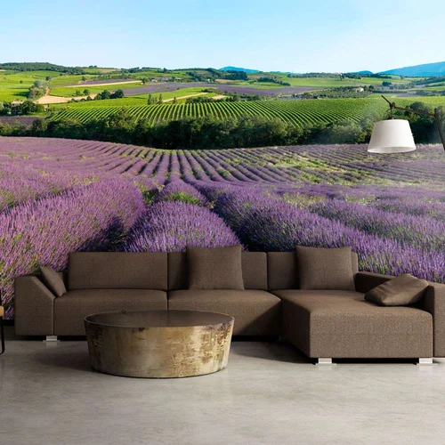  tapeta - Lavender fields 250x193