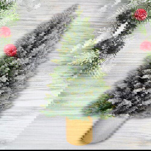 Olimp Sport Novogodišnja jelka u saksiji - 150 cm Cene