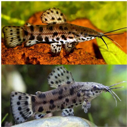 Akvarijum Centar Megalechis thoracata Cene