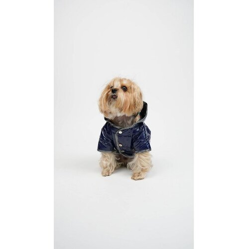Paws &amp; Whiskers Moncler Kaput - Indigo Indigo Pas Hoodie Cene