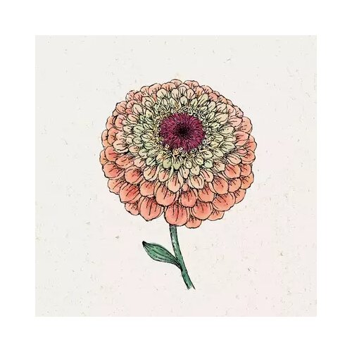  Cinija &amp;#039;Queen Lime Orange&amp;#039; Zinnia Elegans Slike