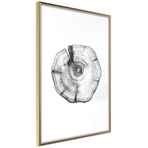  Poster - Tree Rings 40x60 Cijene