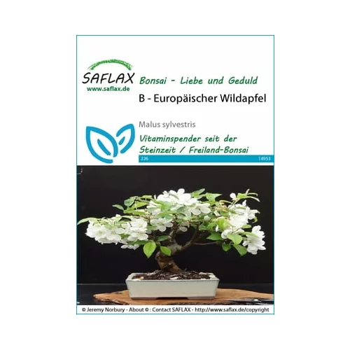 Saflax Bonsai - evropska divja jablana