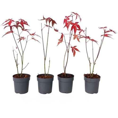 Plant in a Box japonski javor - 4 kos - acer palmatum 'atropurpureum' - V25-40cm - ⌀10,5cm, (21757830) Cene