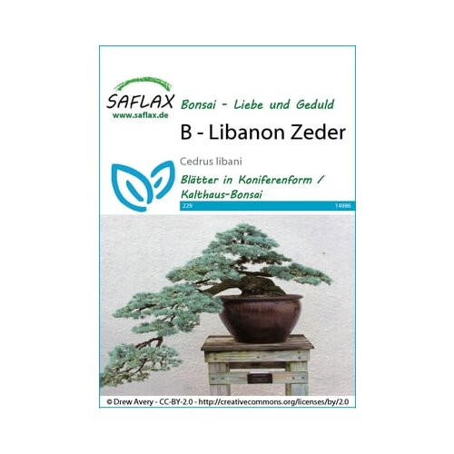 Saflax Bonsai - libanonska cedra Cene