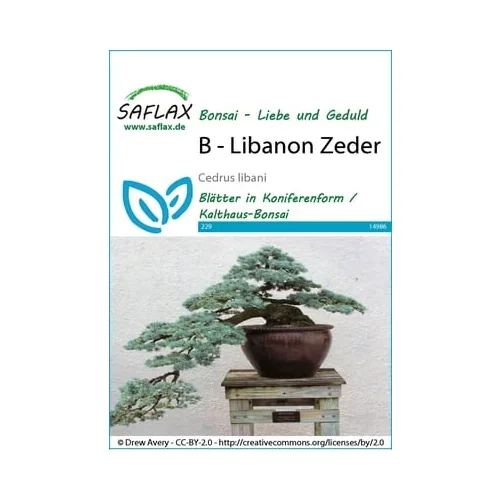 Saflax Bonsai - libanonska cedra
