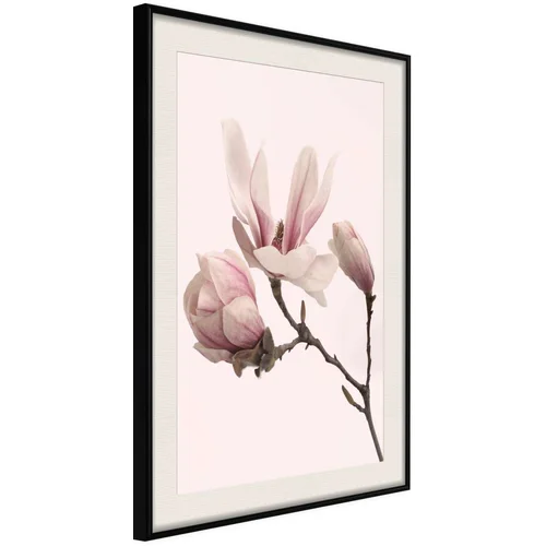  Poster - Blooming Magnolias II 20x30