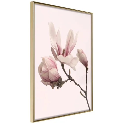  Poster - Blooming Magnolias II 20x30