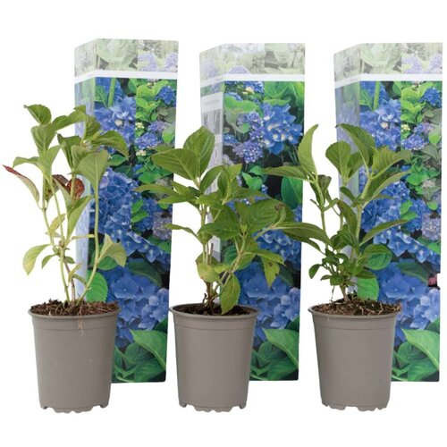 Plant in a Box hortenzija - 3 kos - hydrangea macrophylla 'early blue' - višina 25-40cm - ⌀9cm, (21757448) Cene