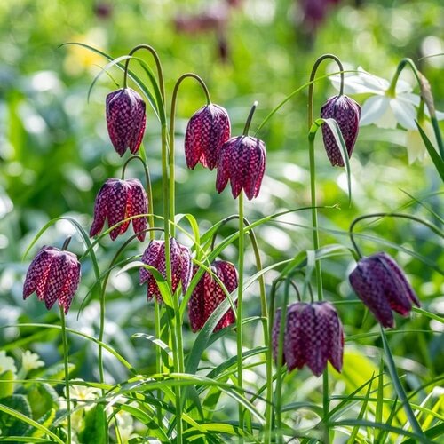 Royal De Ree Lukovica Kockavica - Fritillaria Meleagris Mix 15/1 Cene
