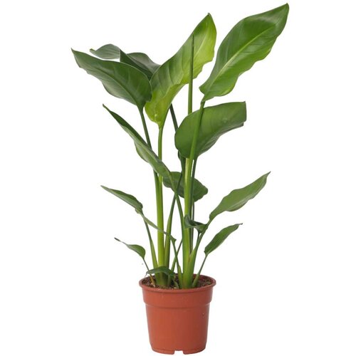 Plant in a Box strelicija - strelitzia nicolai - višina 55-70cm - ⌀17cm, (21757991) Cene