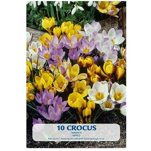  Cvjetne lukovice Šafran Botanical Mixed (Mješane boje, Botanički opis: Crocus) Cijene