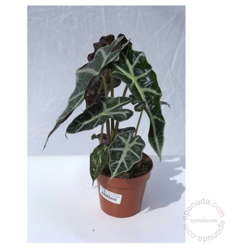 Zelena biljka alocasia polly fi 12 cm Slike