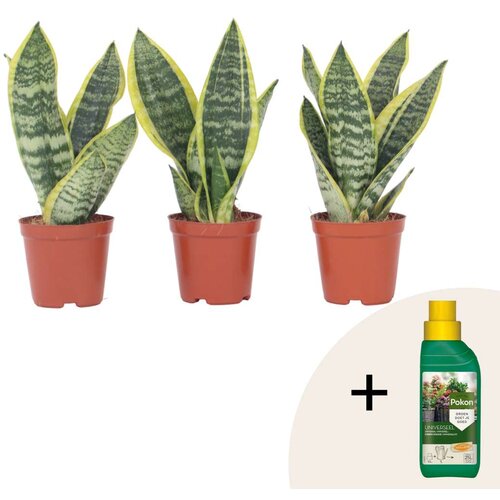 Plant in a Box Taščin jezik - 3 kos - Sansevieria trifasciata Superba - Višina 35-40cm - ⌀12cm, (21873201) Cene
