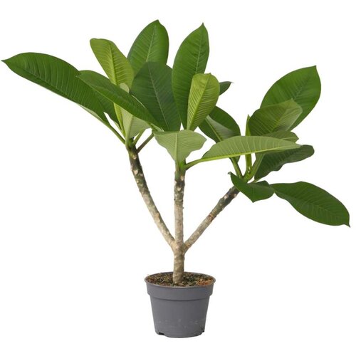 Plant in a Box plumerija - plumeria rubra - višina 45-55cm - ⌀17cm, (21758091) Cene