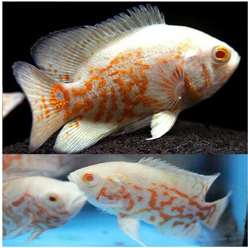Akvarijum Centar Albino tiger oscar Cene