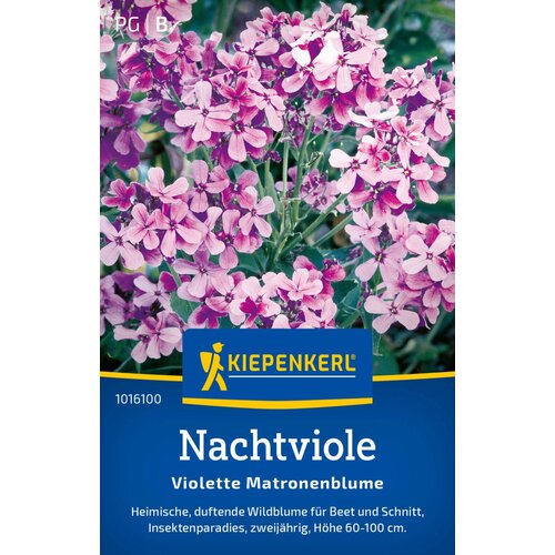 KIEPENKERL Dame's Rocket (nočna vijolica) - 1 pkt. Cene