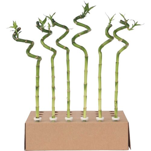 Plant in a Box vodni bambus - 12 kos - dracaena sanderiana - višina 40-50cm - ⌀2cm, (21758254) Cene