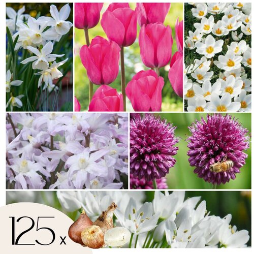 Plant in a Box Cvetlične čebulice 'Garden NJ Pink' - 125 kos - Allium Narcissus Muscari Tulipa, (21755697) Cene