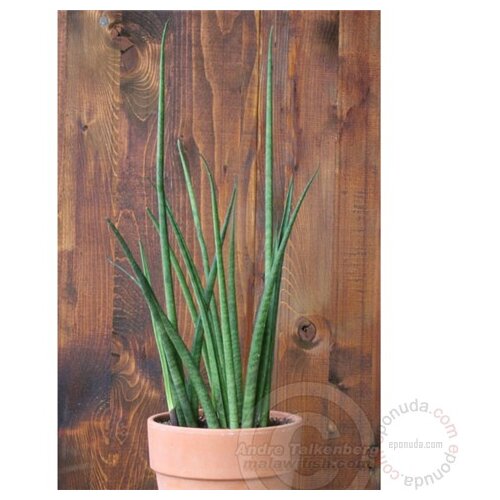  Biljka sanseveria mikado h 80, fi 19 Slike