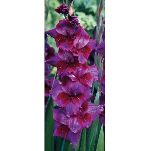 Royal De Ree Gladiolus P Velvet Eyes 8/1 Slike