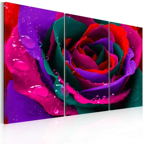  Slika - Rainbow-hued rose 60x40