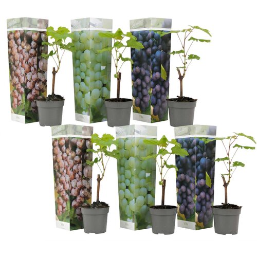 Plant in a Box vinska trta - 6 kos - vitis vinifera - vi&amp;scaron;ina 25-40cm - ⌀9cm, (21757542) Slike