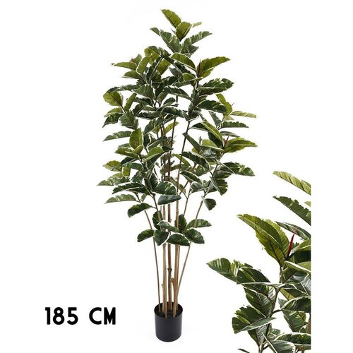 Lilium stablo fikus variegata 185cm, 1x8, 567344 Cene