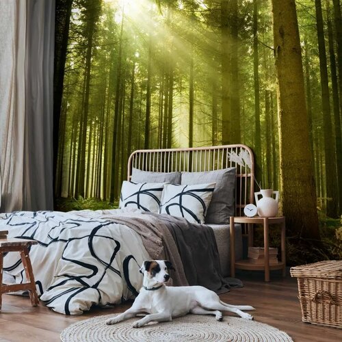  Foto tapeta - Pine forest &ndash; dense woodland in morning sunlight 147x105 Cijene