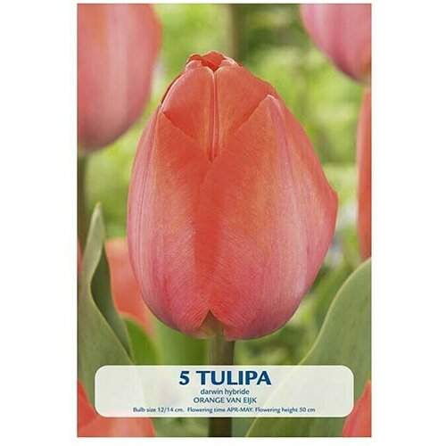  Cvjetne lukovice Tulipan Orange van Eijk (Narančasta, Botanički opis: Tulipa) Cijene