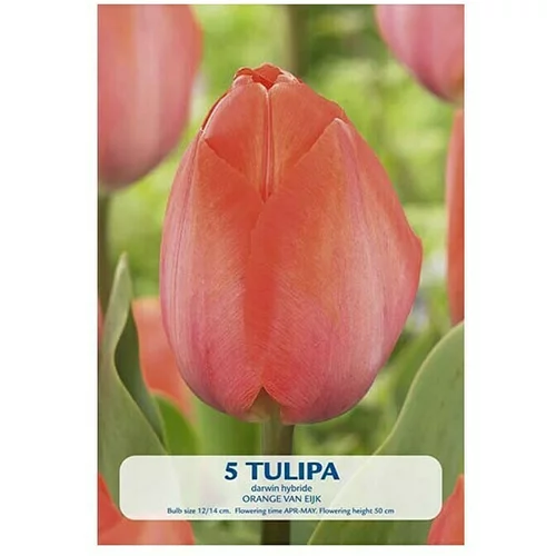  Cvjetne lukovice Tulipan Orange van Eijk (Narančasta, Botanički opis: Tulipa)