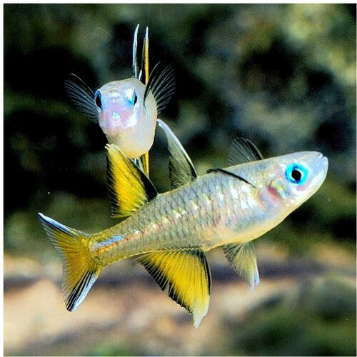Akvarijum Centar Pseudomugil signifer Cene