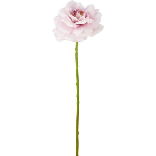 Mömax Vrtnica Rose Ii -Paz- Cene