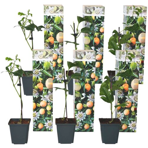 Plant in a Box pasijonka - 6 kos - passiflora edulis &amp;#039;frederick&amp;#039; - vi&amp;scaron;ina 25-40cm - ⌀9cm, (21757728) Slike