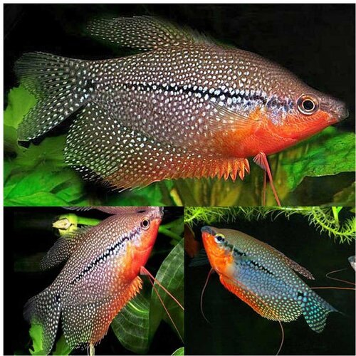 Akvarijum Centar Trichopodus leerii Cene