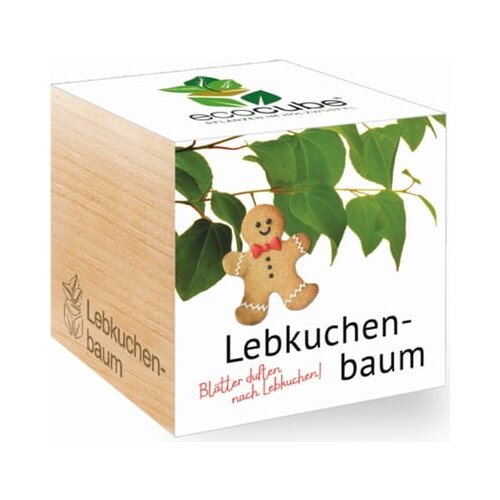 Feel Green ecocube "Cercidiphyllum japonicum" Cene