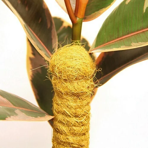 BELLISSA Kokosova oporna palica (dolžina: 80 cm, širina: 4,5 cm)
