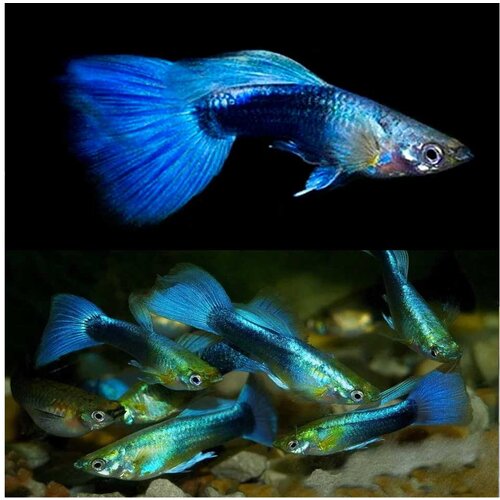 Akvarijum Centar Neon blue tuxedo guppy Cene