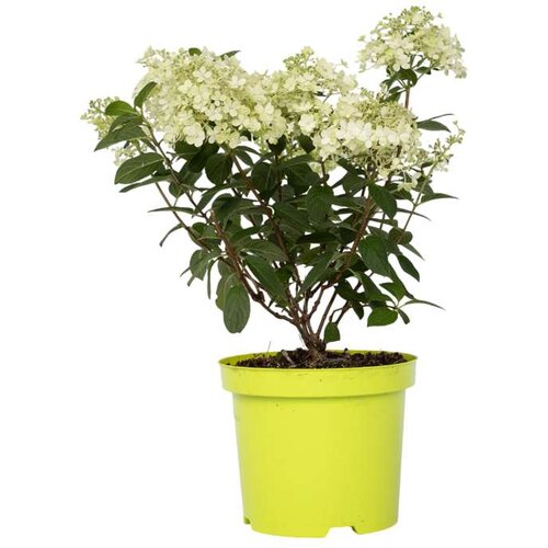 Plant in a Box hortenzija - hydrangea paniculata 'bobo' - višina 25-40cm - ⌀19cm, (21757627) Cene