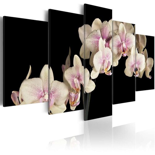  Slika - An orchid on a contrasting background 200x100 Slike
