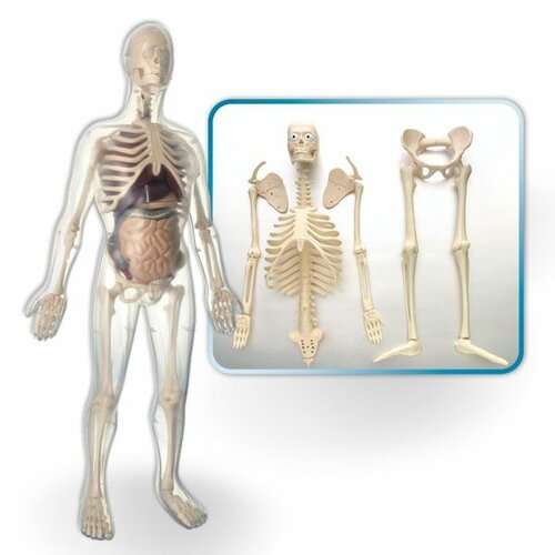 Pertini anatomija ljudskog tela muškarac 5877 Slike