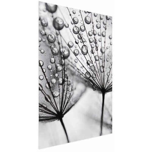  Plakat Macro Dew 60x90 Cijene